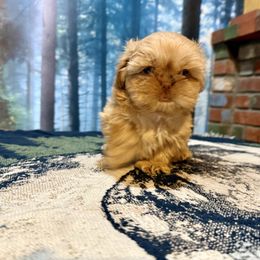 Caramel - Liver male Shih Tzu puppy in Running Springs, California from Amanda's Shih Tzus