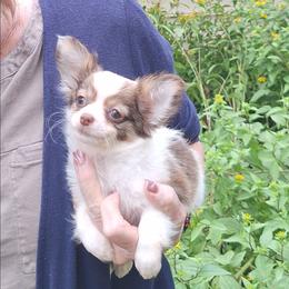 Rascal - Chocolate and white male Chihuahua puppy in Indian Trail, North Carolina from Carry On Chihuahuas