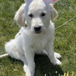 Goldendoodles and Golden Retrievers from Utah Goldens