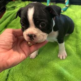 J. Male (brown) - Black and white male Boston Terrier puppy in Mc Donough, Georgia from Ballard Boston Terriers