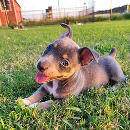 Olivia - Blue and white female Teddy Roosevelt Terrier puppy in Claremore, Oklahoma from Travelin' Man Terriers