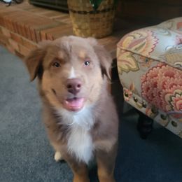 Australian Shepherd Puppies from Tonya Myers