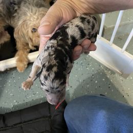 Blue Merle Girl with Copper - Blue merle female Aussiedoodle puppy in Burkesville, Kentucky from Bline’s Awesome Aussies & Doxies at the Bline Family Farm