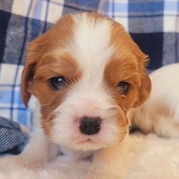 Boy 1 - Blenheim male Cavalier King Charles Spaniel puppy in Castorland, New York from Faithful Friends Cavaliers