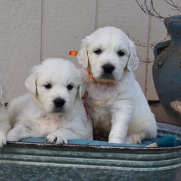 Golden Retriever Puppies from Rockinbfarms