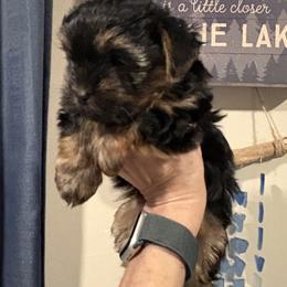 Yorkshire Terrier puppies from Timber Hills Yorkshire Terriers