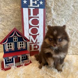 Allie - Chocolate female Pomsky puppy in Bucyrus, Missouri from Hill Top Pomskies