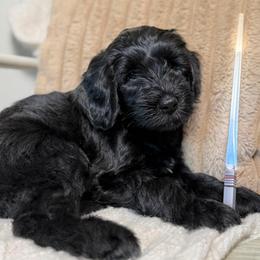Luke Pawalker - male Golden Mountain Doodle puppy in Puyallup, Washington from Majestic Mtn Pups