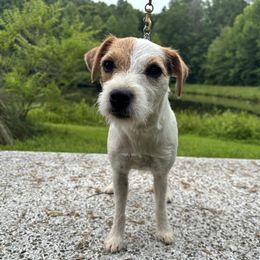 Laurel - Jack Russell Terrier