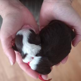 Baby Ruth - Brown and white female Bernedoodle puppy in Fairfield, Illinois from Positively Doodles