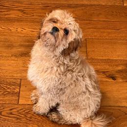 Oliver Hayes- Adult 10-12lb - male Cavapoochon puppy in Fairmont, West Virginia from Robin Nelson