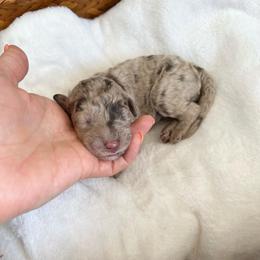 Lucky - Merle male Goldendoodle puppy in Taylorsville, Georgia from Sweet Southern Doodles