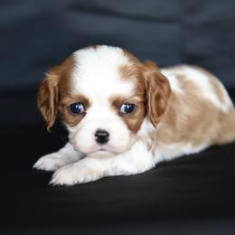 Girl 1 - Blenheim female Cavalier King Charles Spaniel puppy in Lawton, Oklahoma from Lindsey’s Cavies