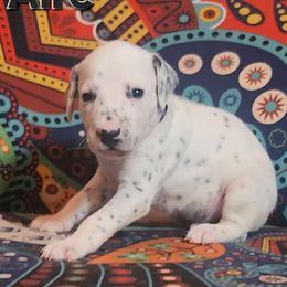 LUA Aire - White and black male Dalmatian puppy in Phoenix, Arizona from Samba Flavors