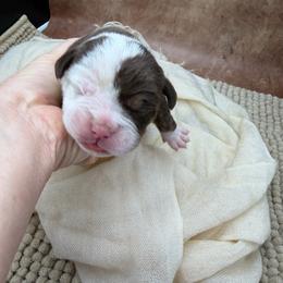 Chief - Red male Olde English Bulldogge puppy in Camdenton, Missouri from Mule Pool Olde English Bulldogges