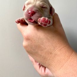 Goldendoodle Puppies from Winnie at Haven's Doodles