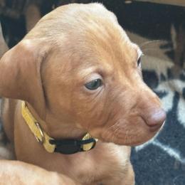 Skye - Golden rust female Vizsla puppy in Plymouth, Minnesota from Carlson Vizslas