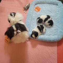 Japanese Chin Puppies from Carousel Chin