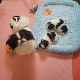 Japanese Chin Puppies from Carousel Chin