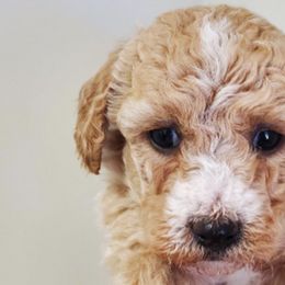 Poodles from Victoria's Poodles