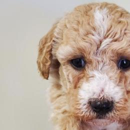Poodles from Victoria's Poodles