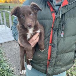 Penny - Red & white female Australian Shepherd puppy in Lewisburg, Tennessee from Hawkins Working Australian Shepherds