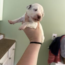 Grace - White and liver brown female Dalmatian puppy in Kentucky from A’s Spots & Dots Dalmatians