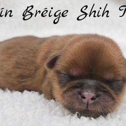 AKC Gold with White Male 2 - Gold male Shih Tzu puppy in Las Vegas, Nevada from Beirin Breige Shih Tzus