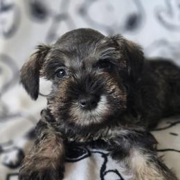 Artemis - Salt and pepper female Miniature Schnauzer puppy in Titusville, Florida from Alysha's Grandbabies