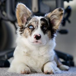 American Corgi, Dachshund, and Pembroke Welsh Corgi Puppies from Seven B Corgis & Doxies