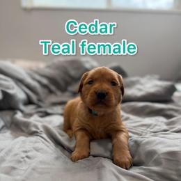 Cedar -Turquoise Collar - Golden female Golden Retriever puppy in Salt Lake City, Utah from Soaring golden retrievers
