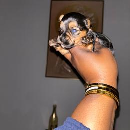 Zuri - Black and tan female Yorkshire Terrier puppy in Lynwood, Illinois from SaintNicksWay