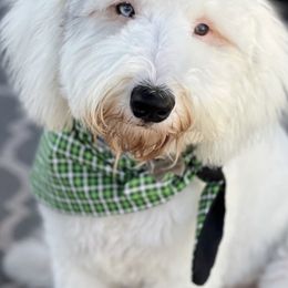 Aussiedoodles, Bernedoodles, Double Doodles, Goldendoodles, Poodles, and Sheepadoodles from Sunny Doodles