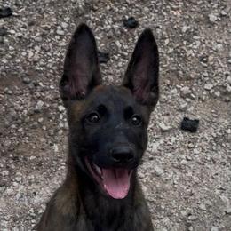 Incredible Dark Male Malinois - Brindle male Belgian Malinois puppy in Irmo, South Carolina from Kaizen Ruach Malinois