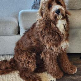 Assorted Doodle Crosses, Bernedoodle, Goldendoodle, and Labradoodle All Grown Up from Erica’s Doodles