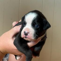 Vega Brindle Girl - Brindle female Boxer puppy in Madras, Oregon from BnT Boxers