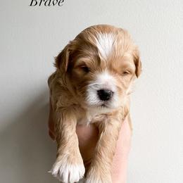 Brave - male Cavapoochon puppy in Morris, Pennsylvania from Heartland Puppies