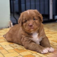 French Bulldog and Nova Scotia Duck Tolling Retriever Puppies from Folklore Den