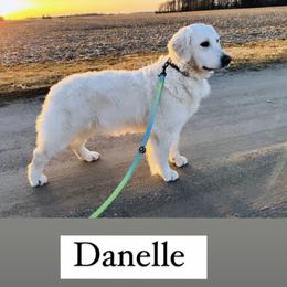 Danelle - Golden Retriever