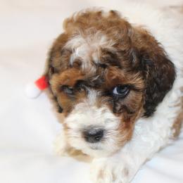 Bernedoodle, Cavapoo, and Poodle Puppies from Liberty Farms Puppies