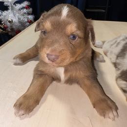 Girl 3 - Red tri-color female Australian Shepherd puppy in Lubbock, Texas from REKN’ Kennel Aussies