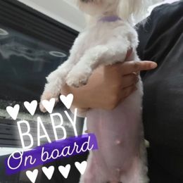 Angel - Maltese
