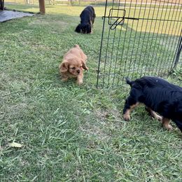 Cavalier King Charles Spaniel Puppies from Reynolds Farms Cavaliers