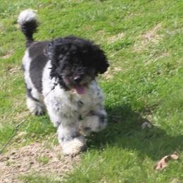 Aussiedoodles, Miniature Australian Shepherds, and Poodles from K Kountry Farm