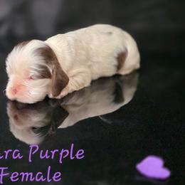 Zara purple - Brown and white female Cocker Spaniel puppy in Bonsall, California from CuttinBlue Farms