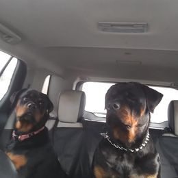 Rottweilers from Spicer Out of the Cage Rottweilers