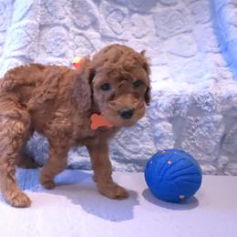 Orange Collar - Red  male Poodle puppy in Vass, North Carolina from Dakliff Standard Poodles