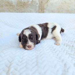 Cadbury - Chocolate male Cavapoo puppy in Nampa, Idaho from Heart Mountain Cavaliers & Floating Feathers Kennel