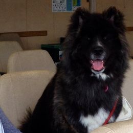 Akita All Grown Up from Ursa Major Akitas