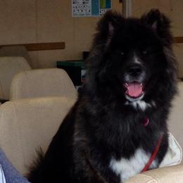 Akita All Grown Up from Ursa Major Akitas